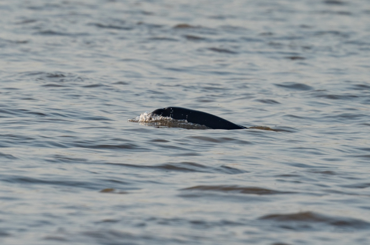 江豚科考 保护“微笑天使”的家