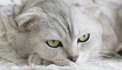 新国都POS机售后电话？